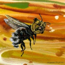 Bumble bee